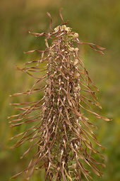 Lizard orchid
