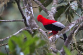 Andean cock-of-the-rock