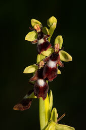 Fly orchid