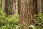 Coast Redwoods