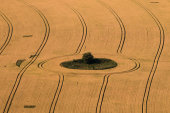 Corn patterns, Marlborough Downs