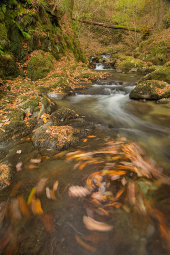 Leaf swirl, Stockghyll Force