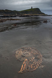Ammonite, Kimmeridge Bay