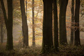 Savernake Forest