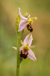 Bee orchid