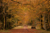 First Broad Drive, Grovely Wood