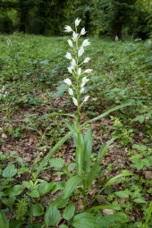 Narrow-leaved helleborine