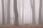 Misty beech trees, West Woods