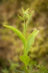 Lindisfarne helleborine