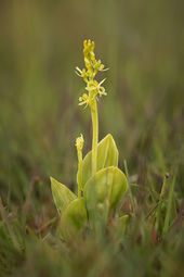 Fen orchid