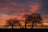 Charlton Beech Clump, Salisbury Plain