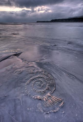 Ammonite, Kimmeridge Bay