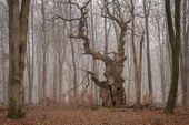 'Gargoyle' oak, Savernake Forest
