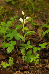 White helleborine