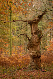 Veteran oak, Savernake Forest