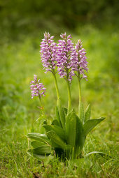 Military orchid