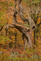 'Sleeping Dragon' veteran oak, Savernake Forest