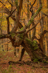 Veteran oak, Savernake Forest
