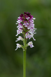 Burnt tip orchid
