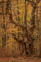 'Gargoyle' veteran oak, Savernake Forest