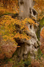 Gnarled beech tree, Savernake Forest