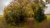 Tree tunnel