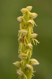 Man orchid