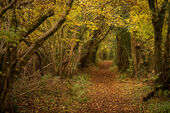 Tree tunnel