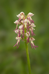 Missing Link Orchid