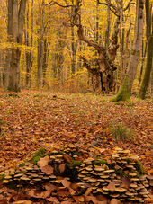 'Gargoyle' veteran oak, Savernake Forest