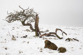 Gnarled hawthorn, Fyfield Down