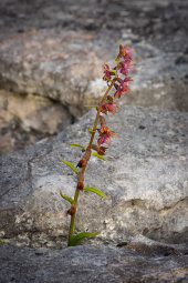 Dark red helleborine