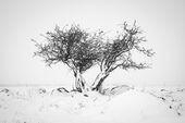 Hawthorn, Fyfield Down