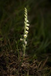 Autumn lady's-tresses