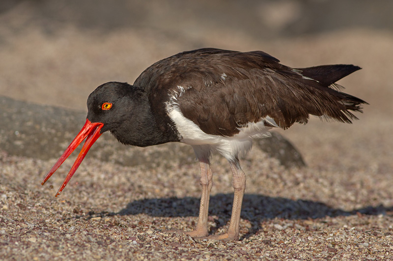 American oystercatcher with catch