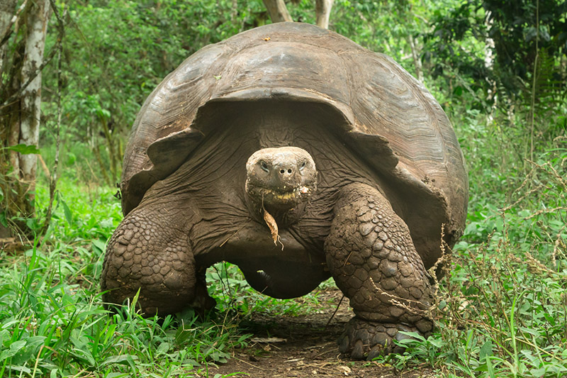 Galapagos Giant tortoise