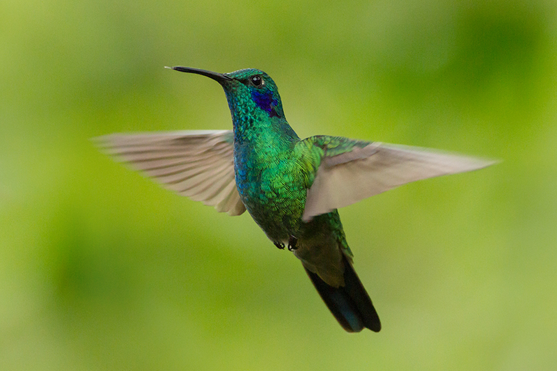 Green violet-ear