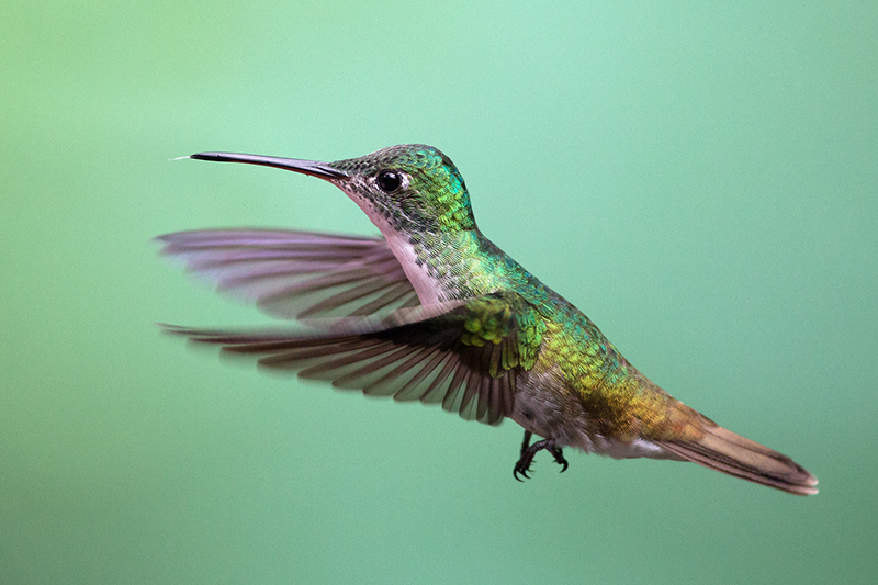 Andean emerald