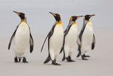 Photographing the Beauty of Birds