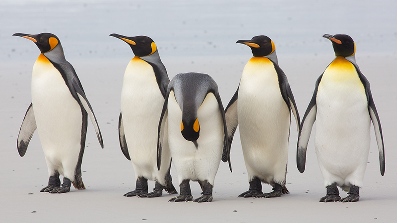 Five King penguins