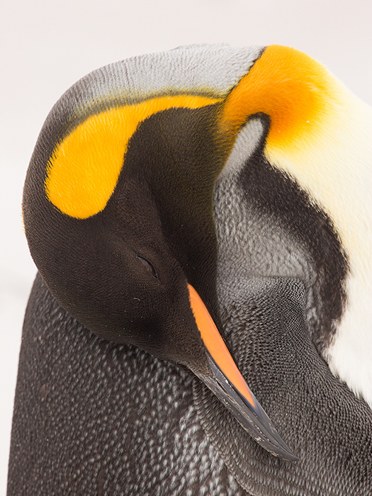 King penguin sleeping