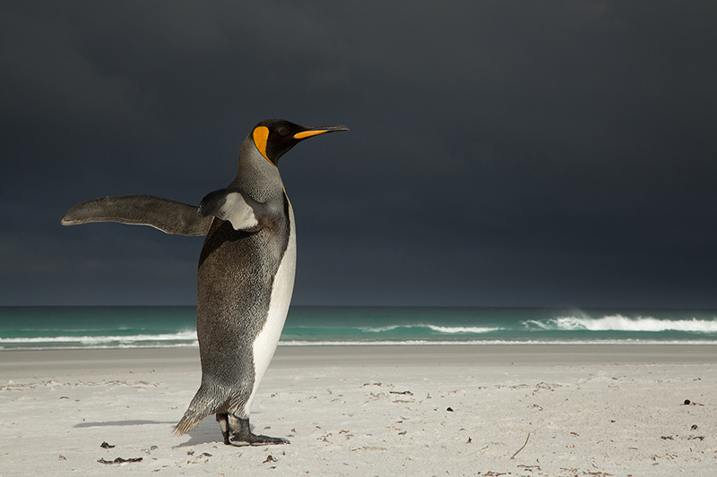 King penguin in storm light
