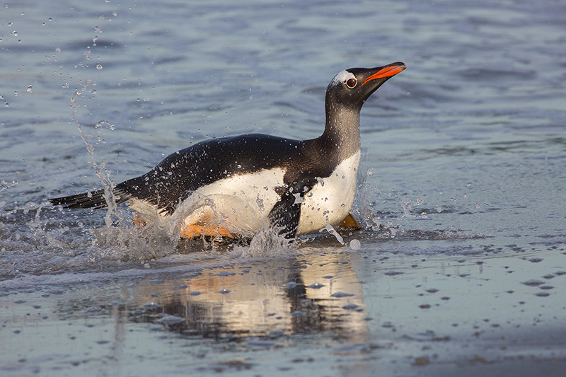 Gentoo penguin landfall