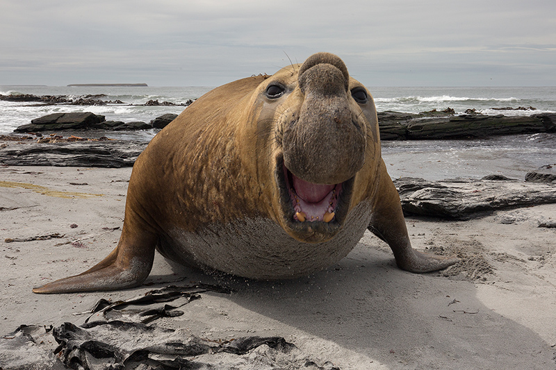 Aggressive Southern elephant seal