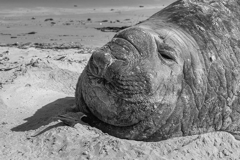 Elephant seal and Tussacbird