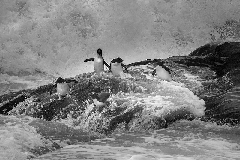 Rockhopper penguins in surf