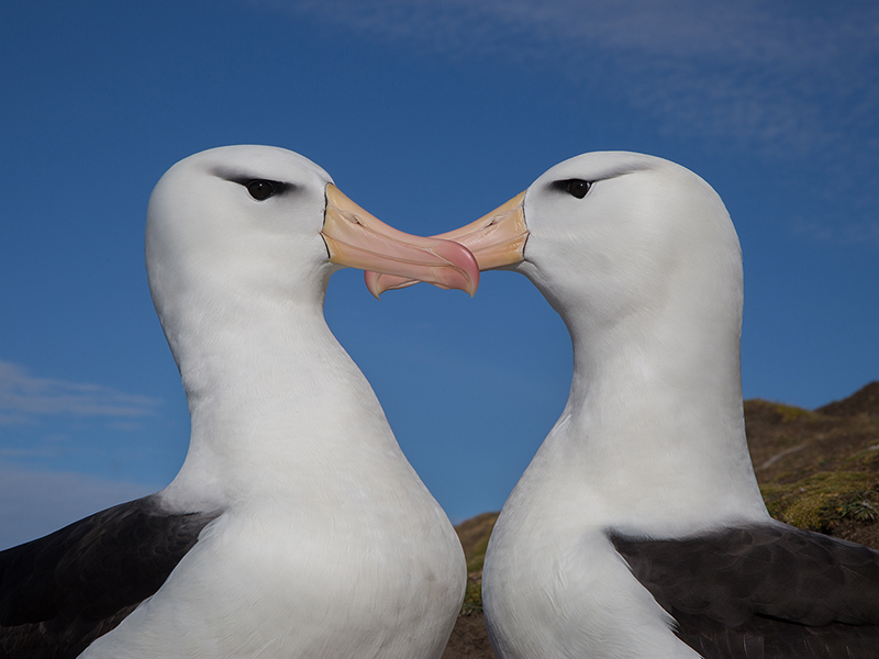 Black-browed albatross courtship