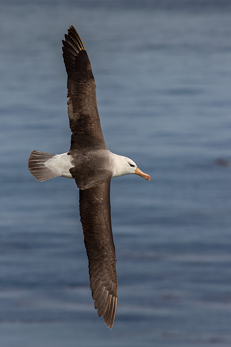 Black-browed albatross in flight
