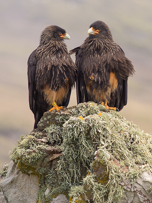 Striated caracaras