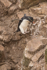 Flying Penguin